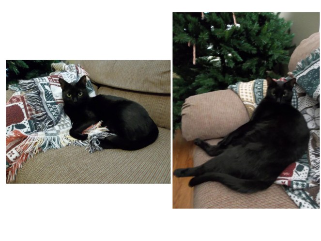 These pictures were actually taken on the same day. Little Bogart & fat Bogart. Who knew cats could have a flattering side?