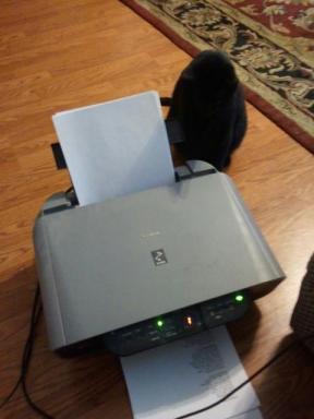 I originally thought this machine was my mortal enemy. But now I know it gives me free paper to rip up and roll around on.