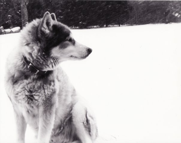 This is Shadow - my buddy. Unfortunately, he is no longer with us, but he loved snow just as much as me. 