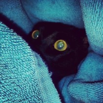 We could hide in a pile of laundry like Bogart. (Jk)