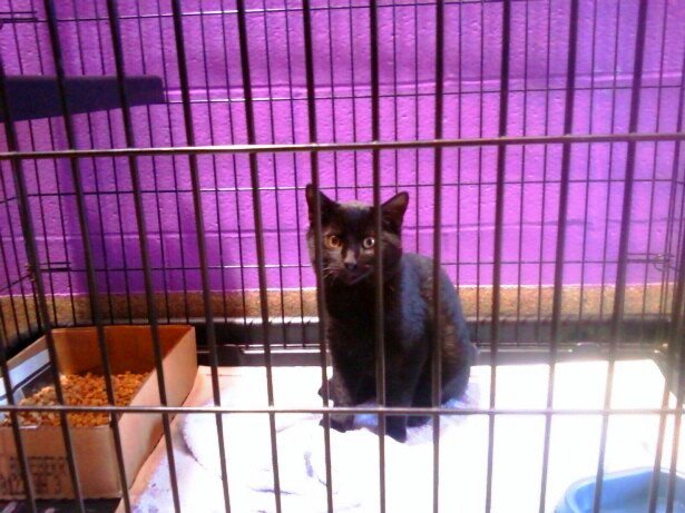 Bogart at Wayside Waifs the day I adopted him. He was four months old.